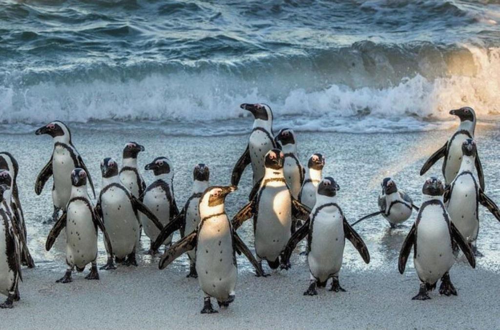 Photo of Others in Cape Town