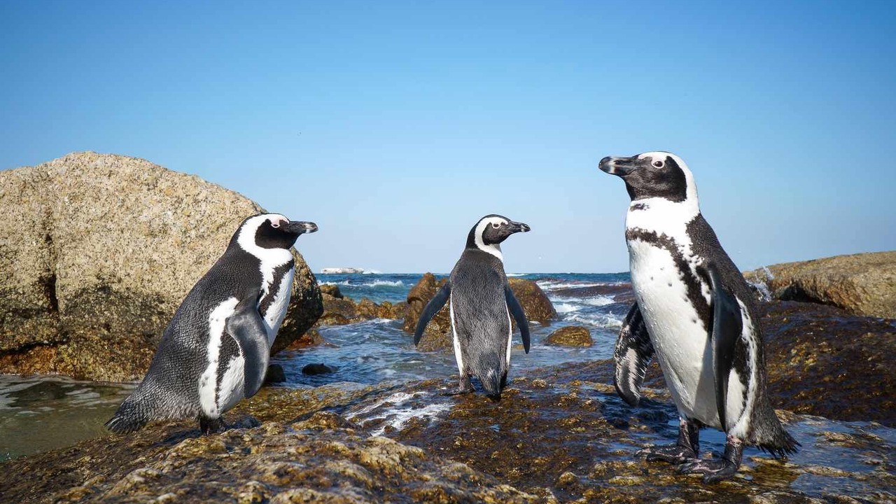 Photo of Others in Fish Hoek