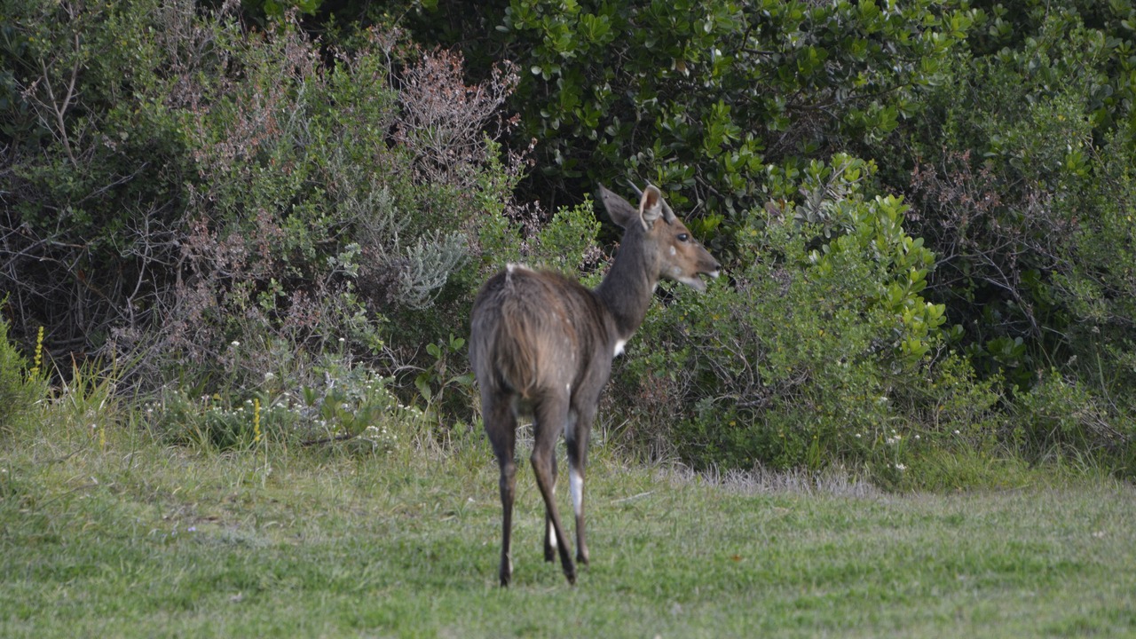 Photo of Others in Saint Francis Bay