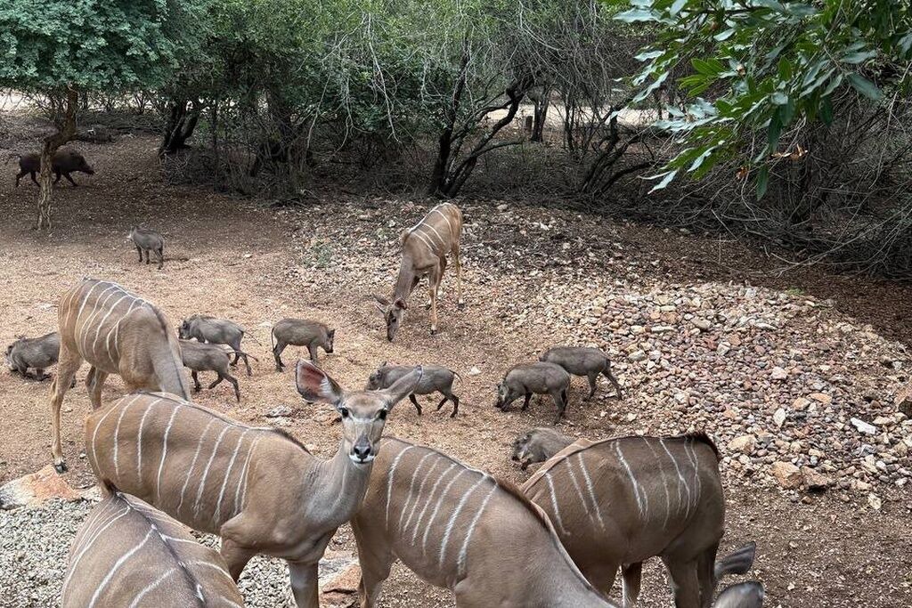 Photo of Others in Marloth Park