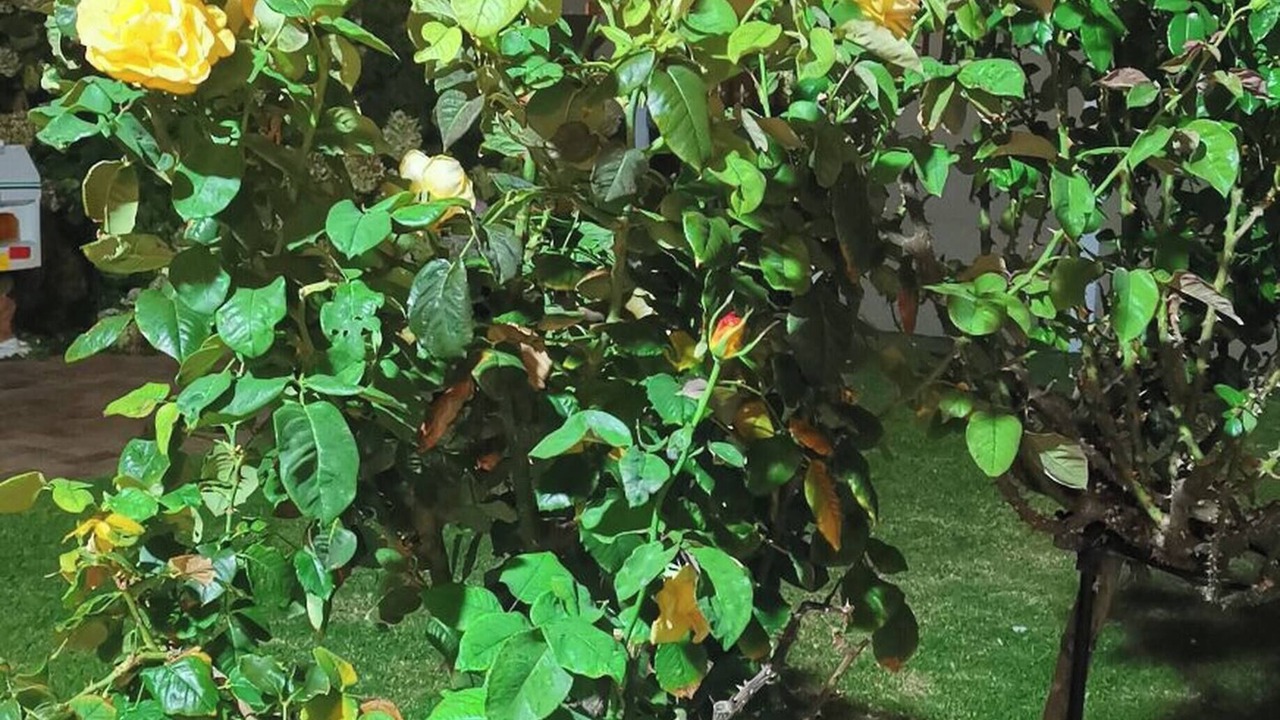 Photo of Outdoor in Plumstead