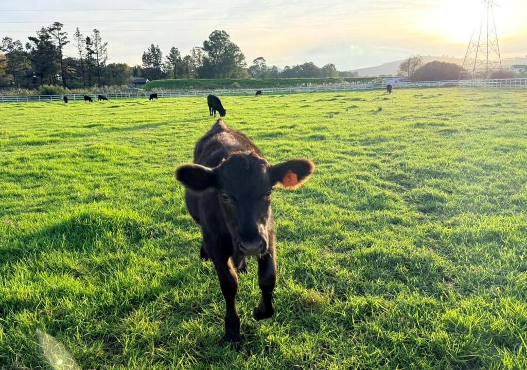 Photo of Others in Stellenbosch