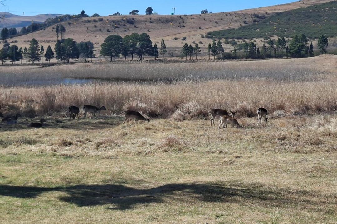 Photo of Others in Wakkerstroom