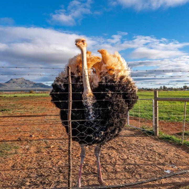 Photo of Others in Calvinia