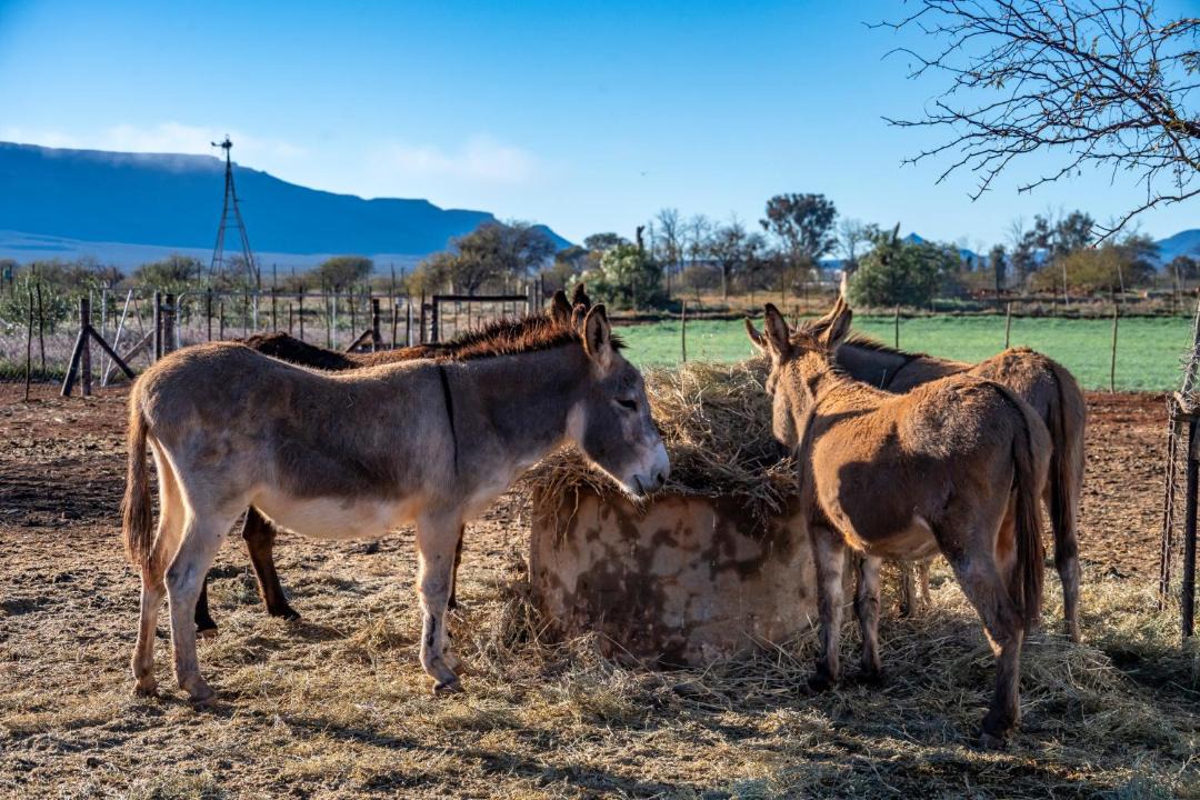 Photo of Others in Calvinia