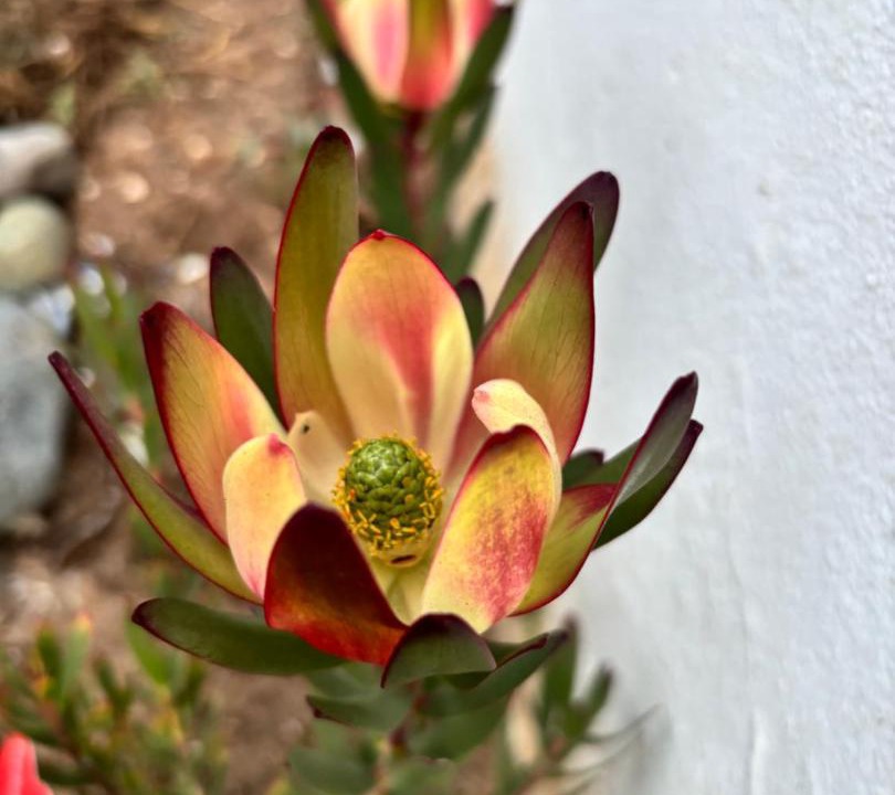 Photo of Others in Yzerfontein