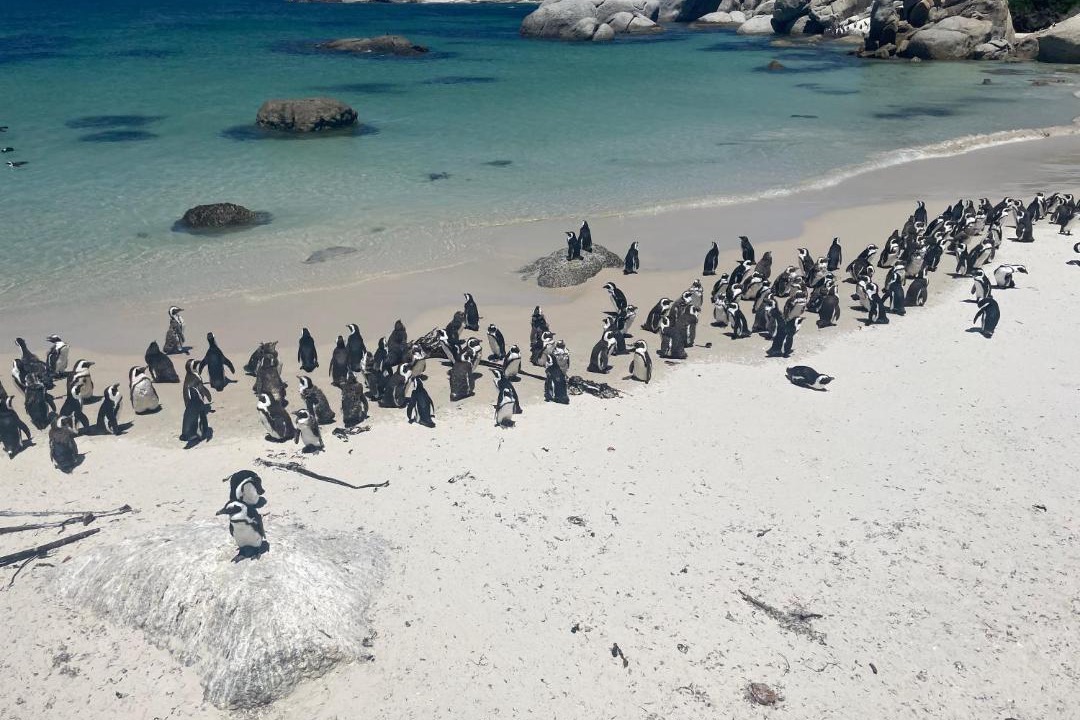 Photo of Others in Yzerfontein