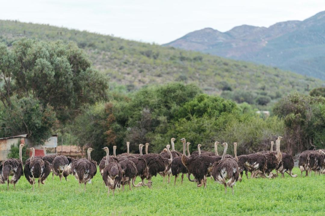Photo of Others in Oudtshoorn