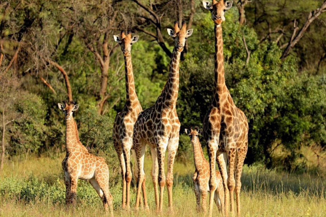 Photo of Others in Waterberg