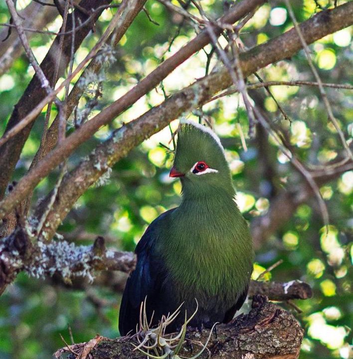 Photo of Others in Knysna