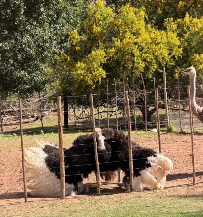 Photo of Others in Schoemanshoek