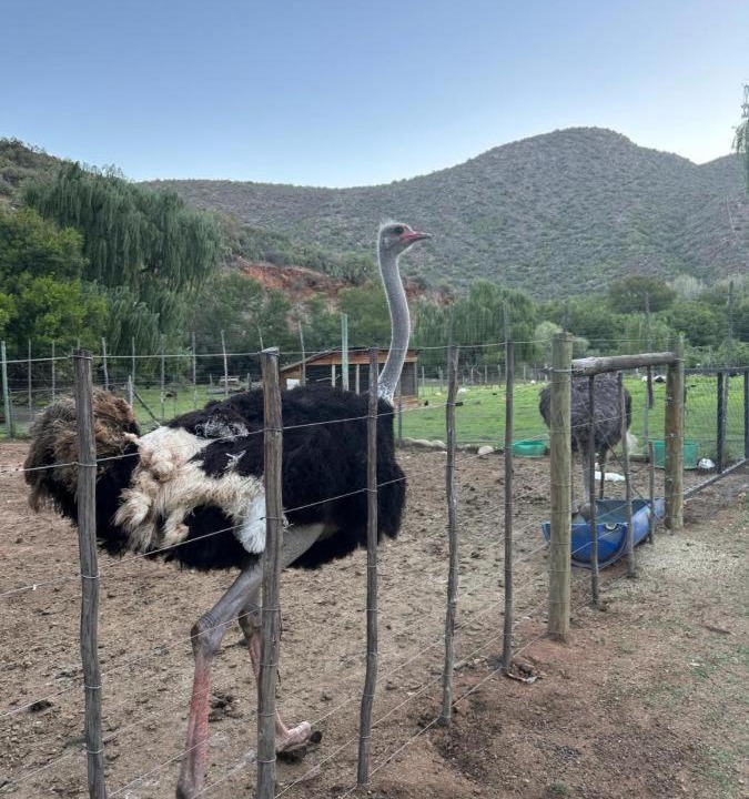 Photo of Others in Schoemanshoek
