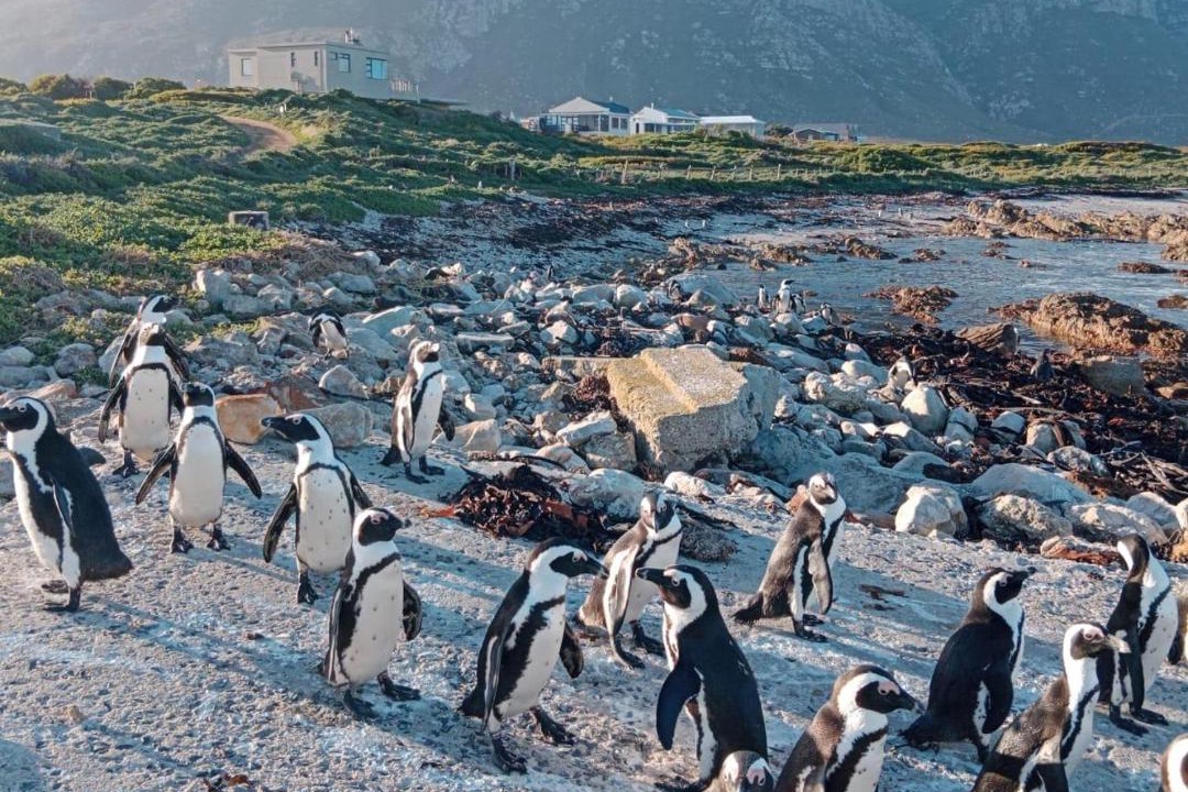 Photo of Others in Betty's Bay