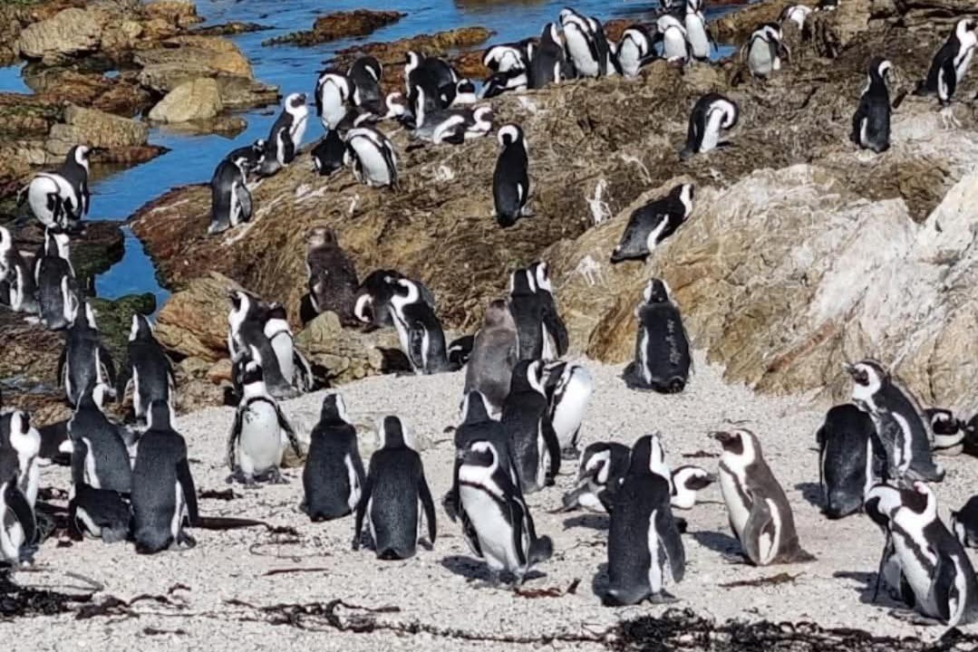 Photo of Others in Betty's Bay
