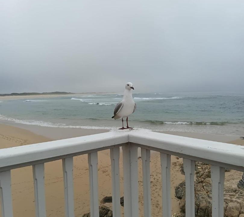 Photo of Others in Kleinmond