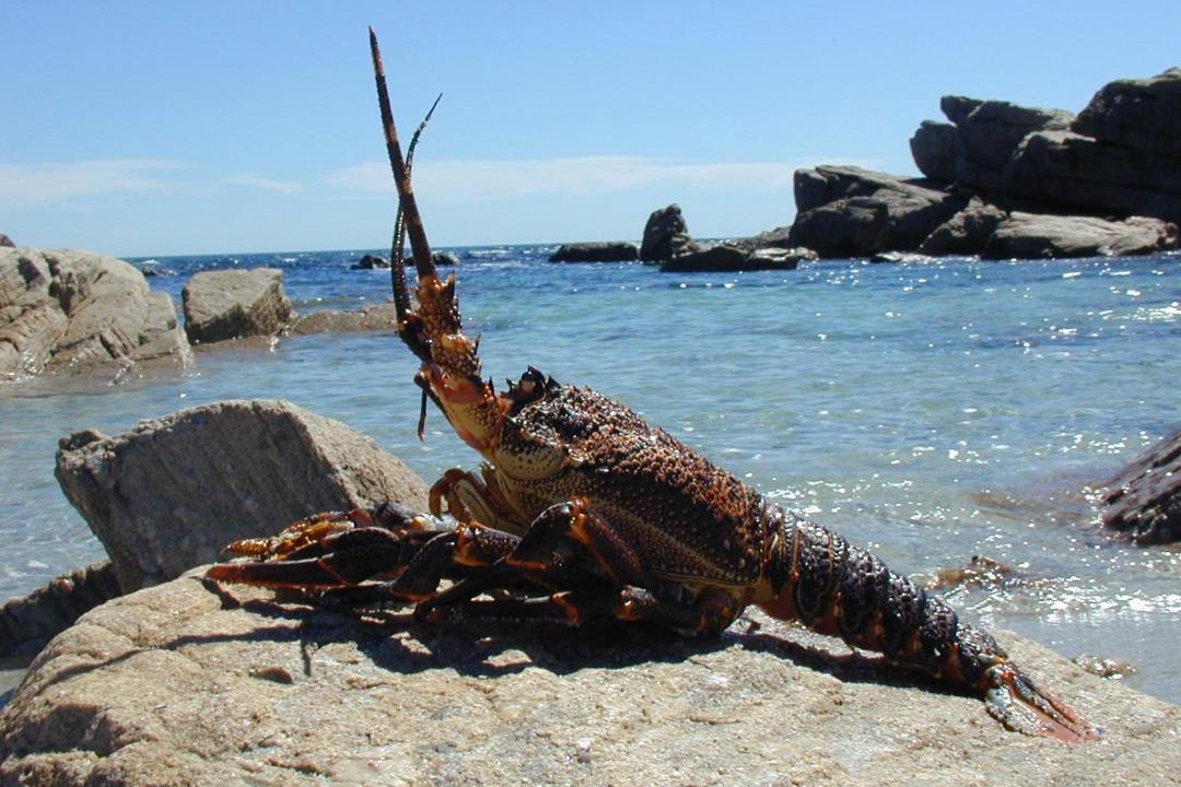 Photo of Others in Lambert's Bay