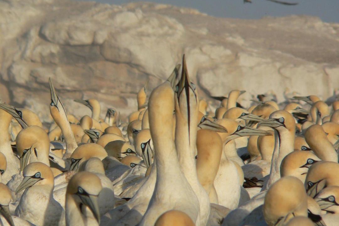 Photo of Others in Lambert's Bay