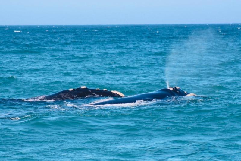 Photo of Others in Pearly Beach