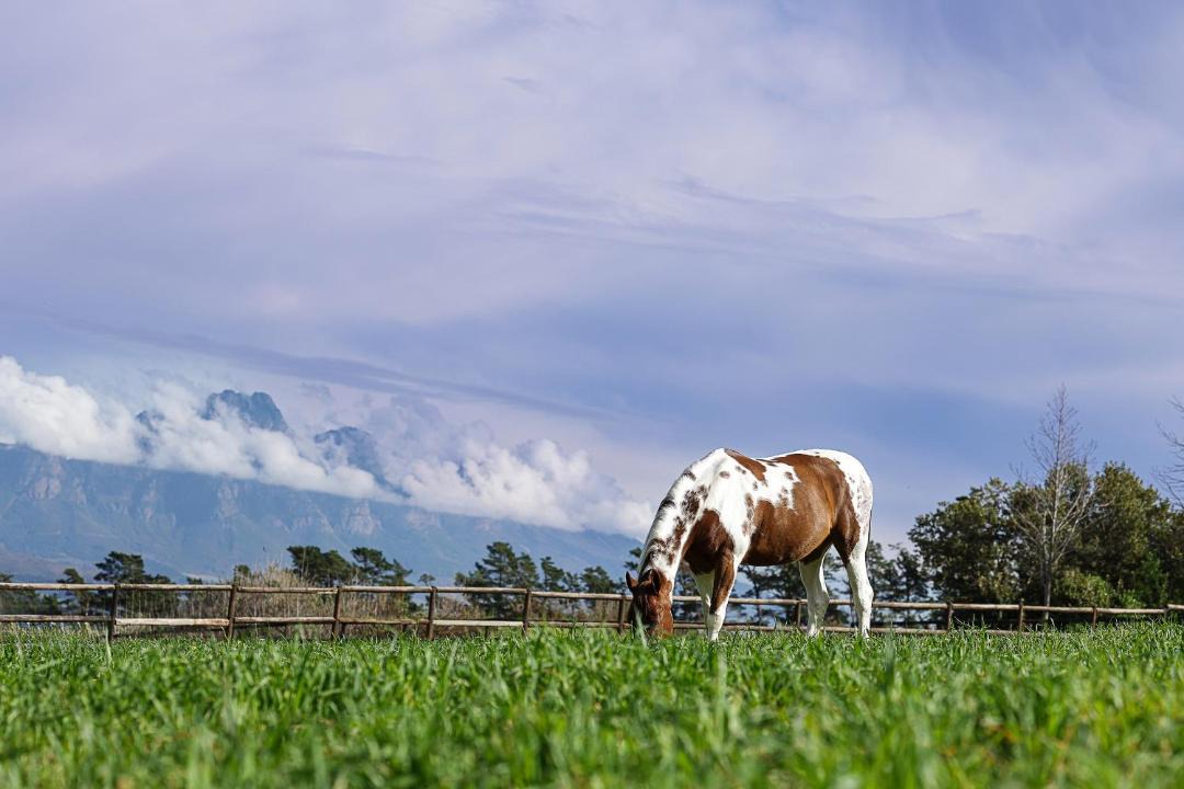 Photo of Others in Franschhoek