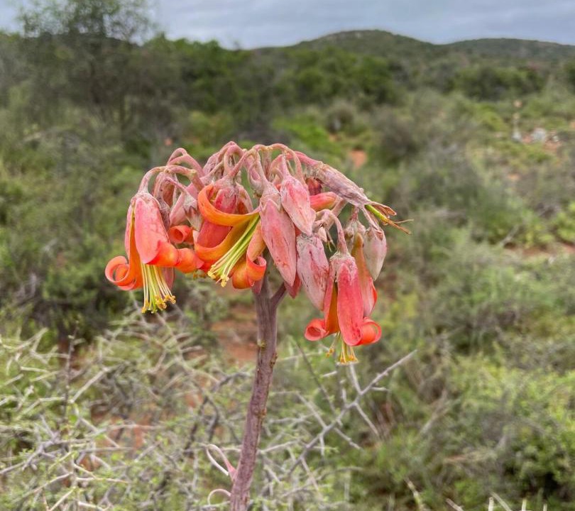 Photo of Others in Oudtshoorn