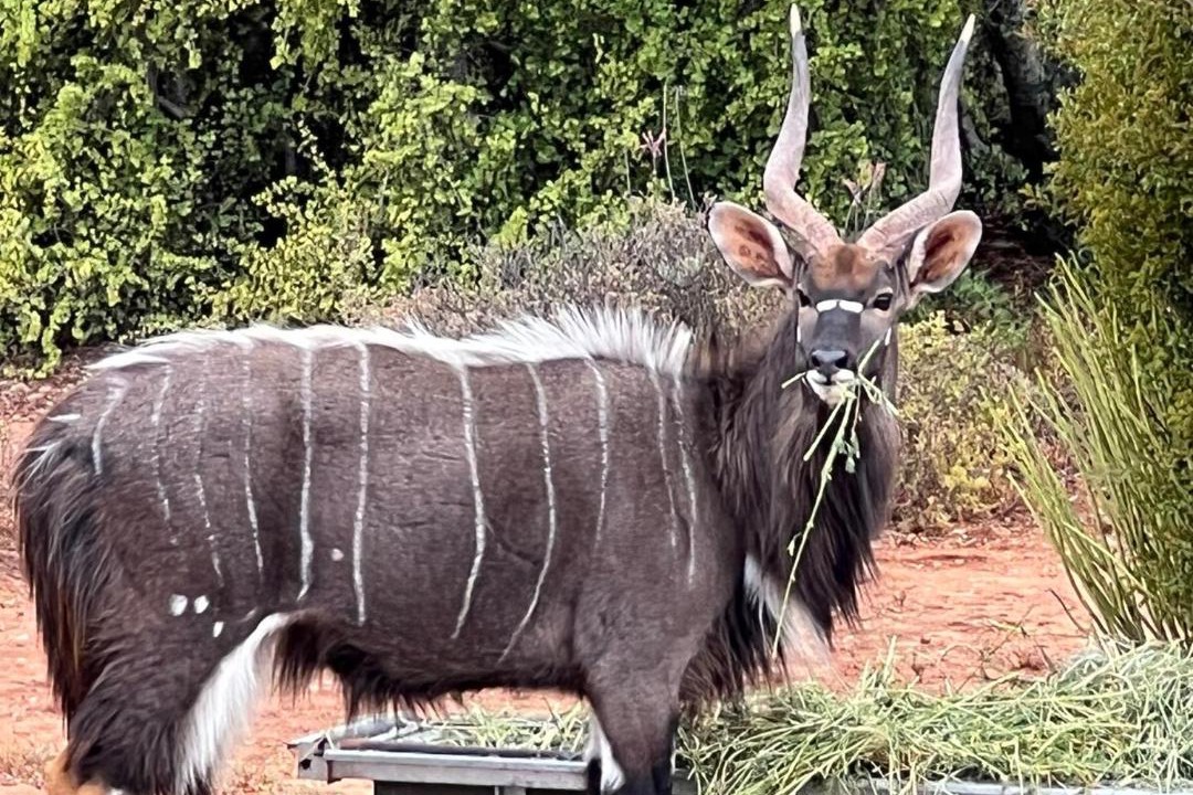 Photo of Others in Oudtshoorn