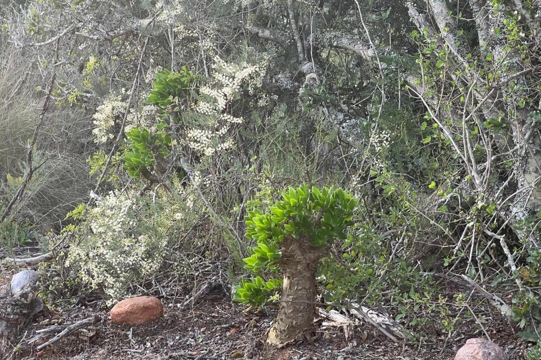 Photo of Others in Oudtshoorn