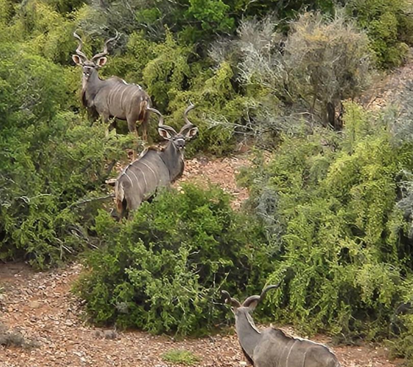 Photo of Others in Oudtshoorn