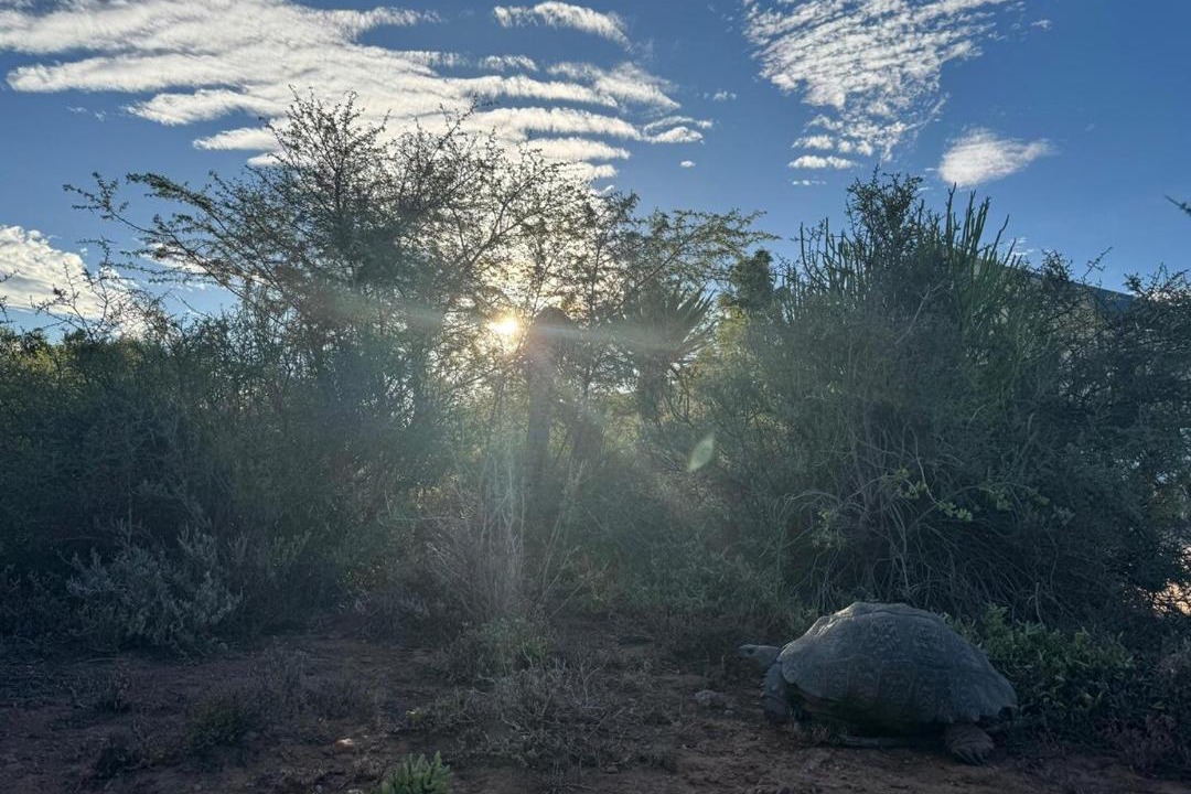 Photo of Others in Oudtshoorn