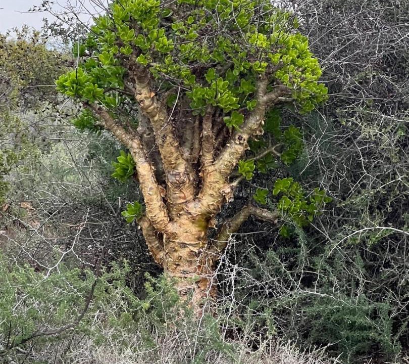Photo of Others in Oudtshoorn