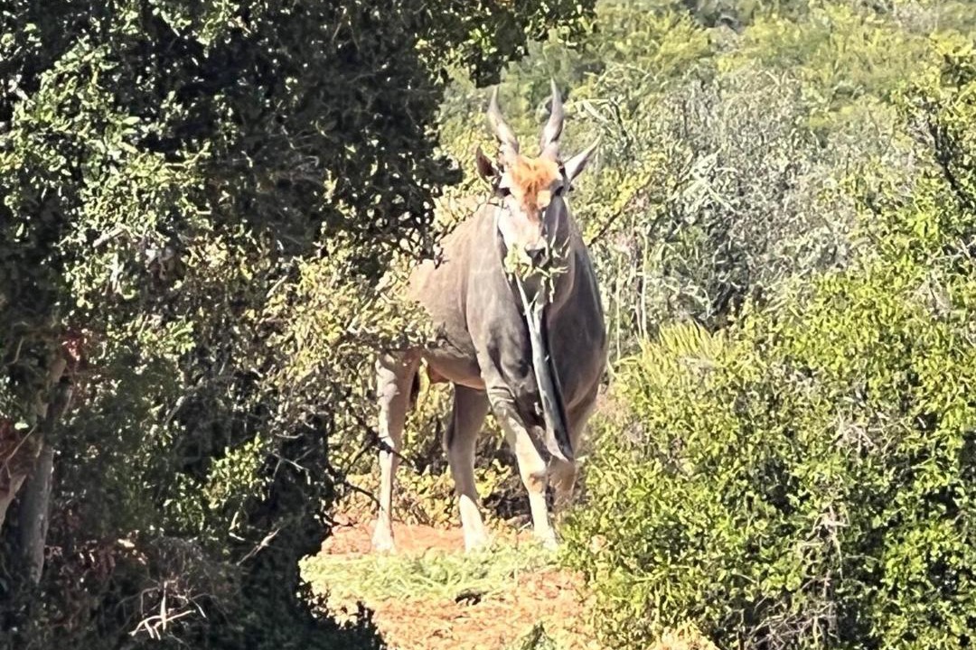 Photo of Others in Oudtshoorn