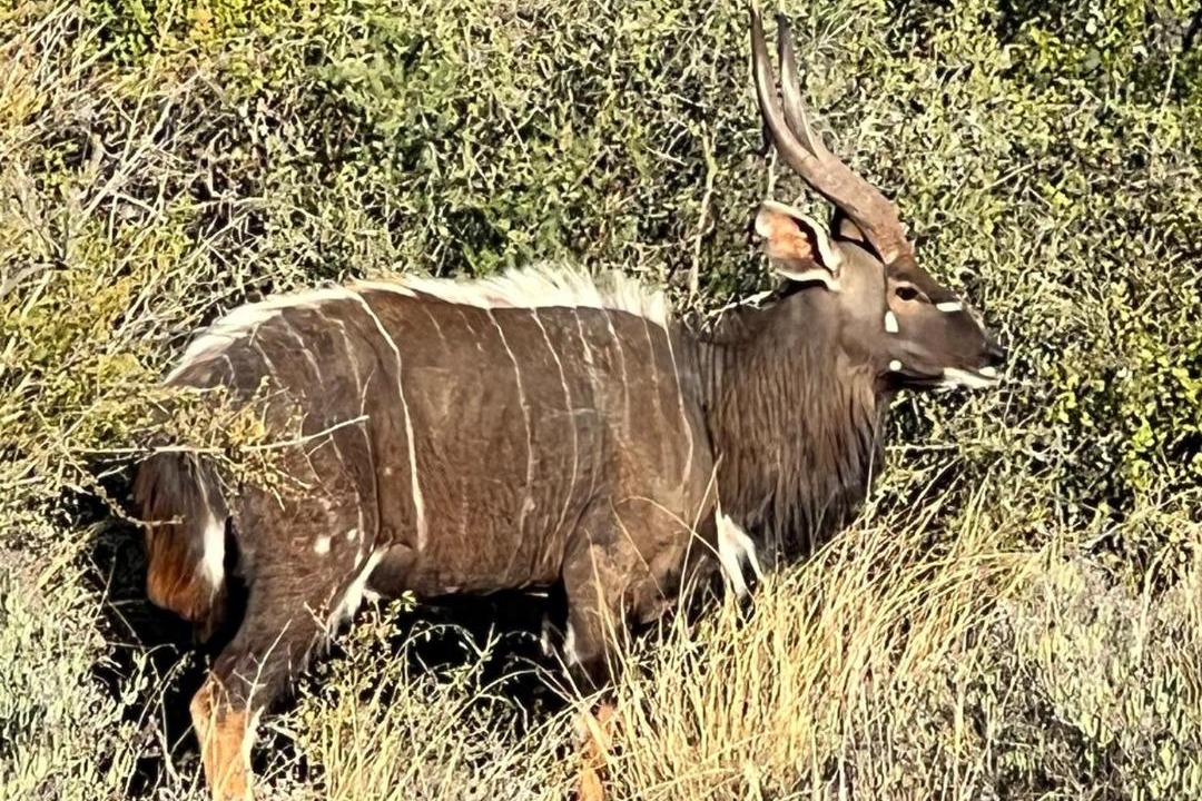 Photo of Others in Oudtshoorn