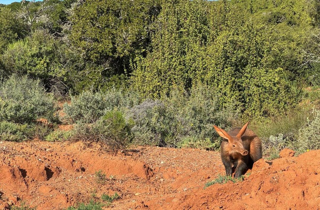 Photo of Others in Oudtshoorn