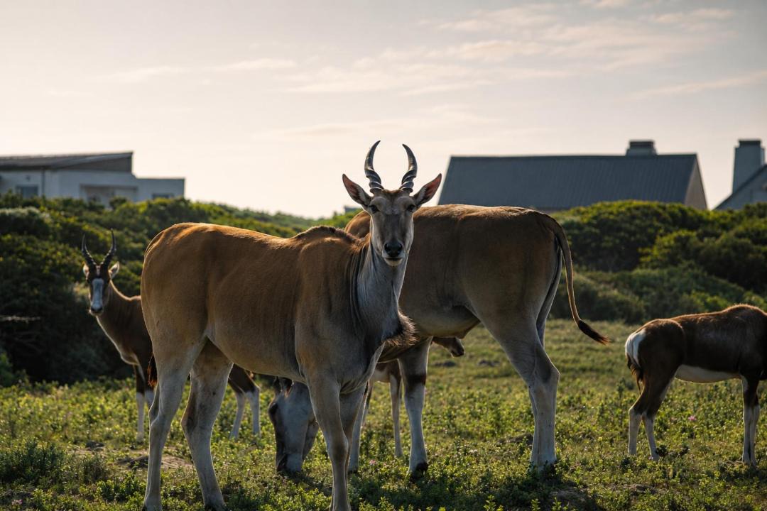 Photo of Others in Gansbaai