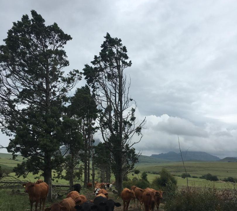 Photo of Others in Maluti a Phofung