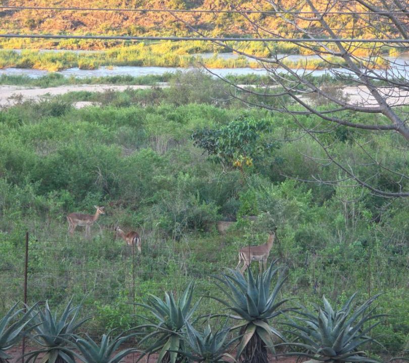 Photo of Others in Komatipoort