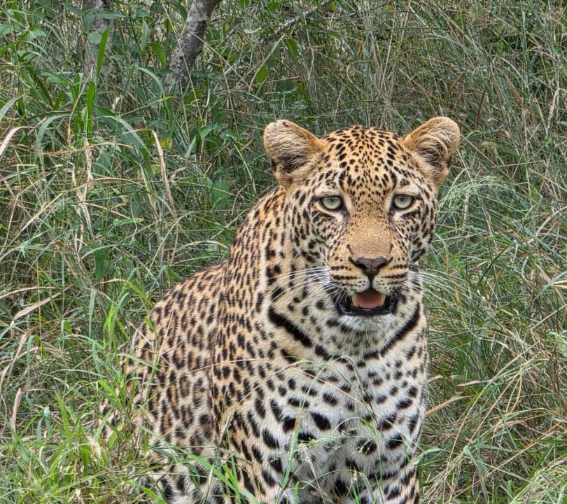 Photo of Others in Komatipoort