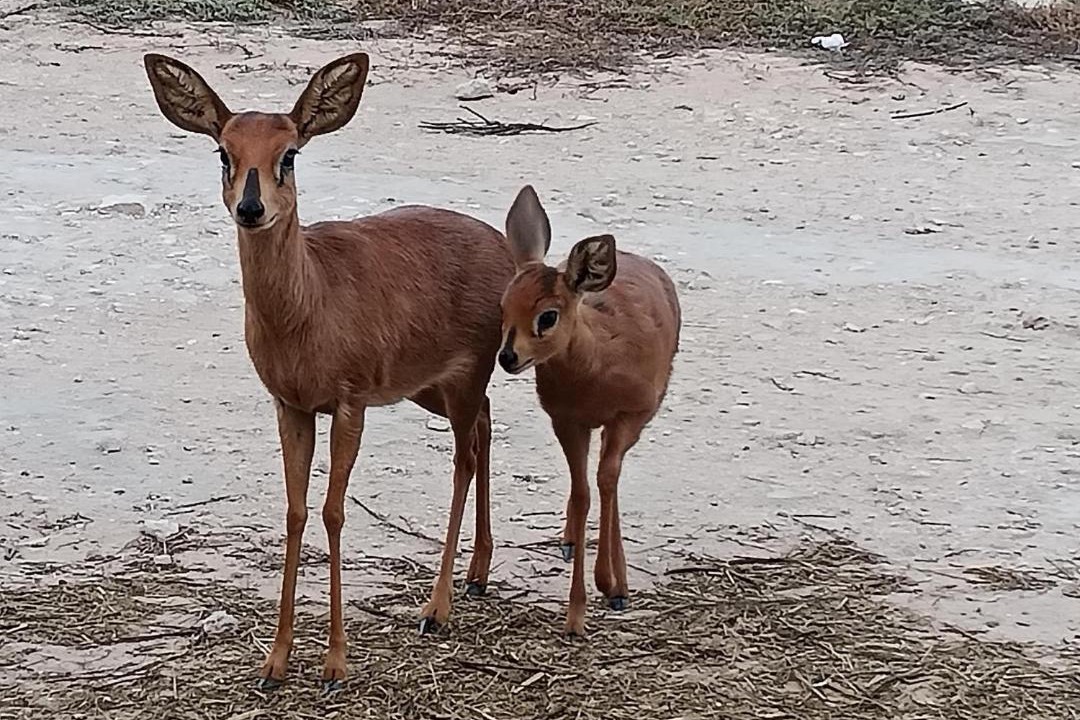 Photo of Others in Langebaan