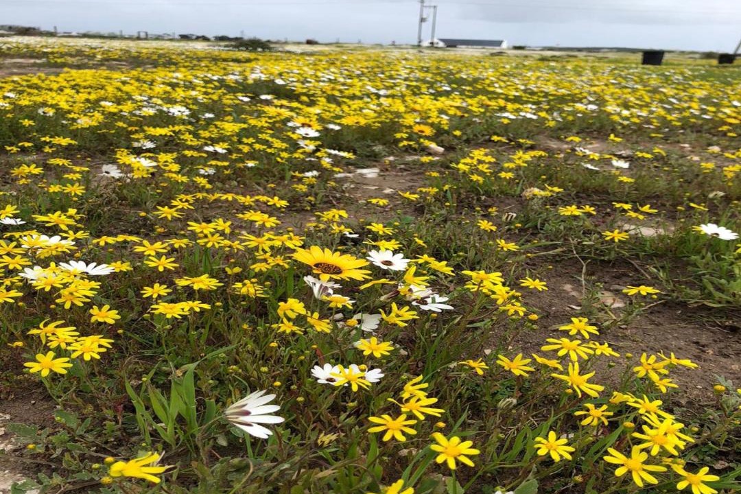 Photo of Others in Langebaan