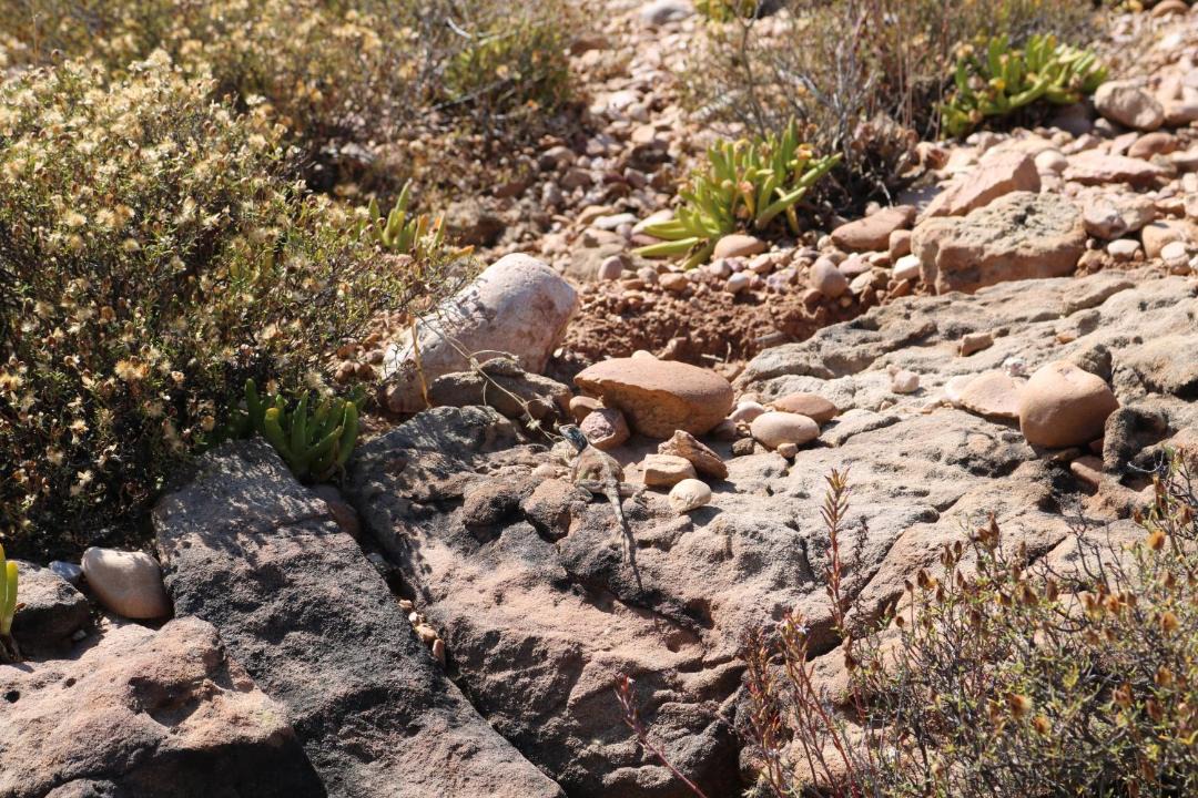 Photo of Others in De Hoop