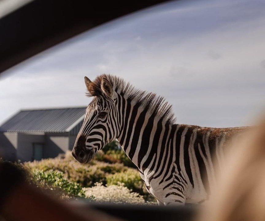 Photo of Others in Gansbaai