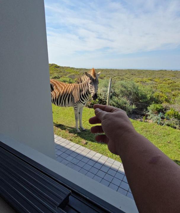 Photo of Others in Gansbaai
