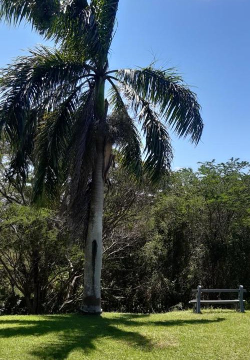 Photo of Others in St. Lucia