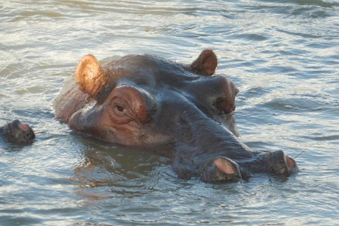 Photo of Others in St. Lucia