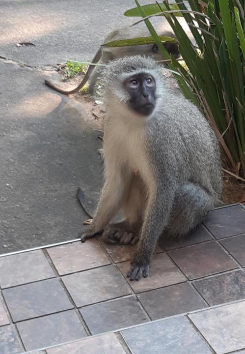 Photo of Others in St. Lucia