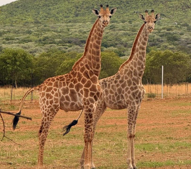 Photo of Others in Cullinan