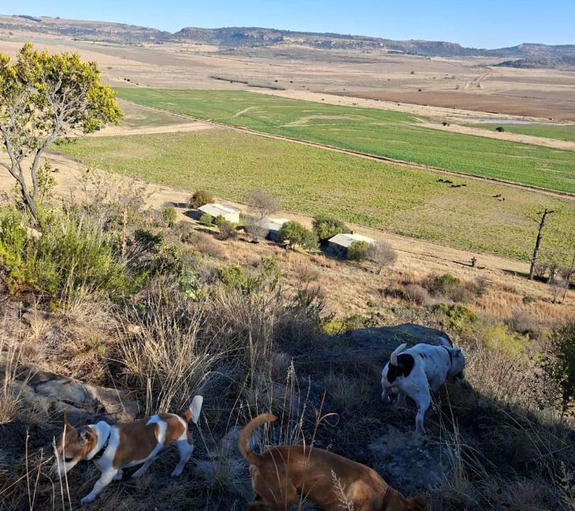Photo of Others in Ficksburg