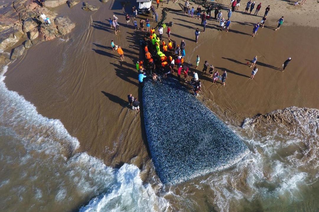 Photo of Others in Ramsgate Beach