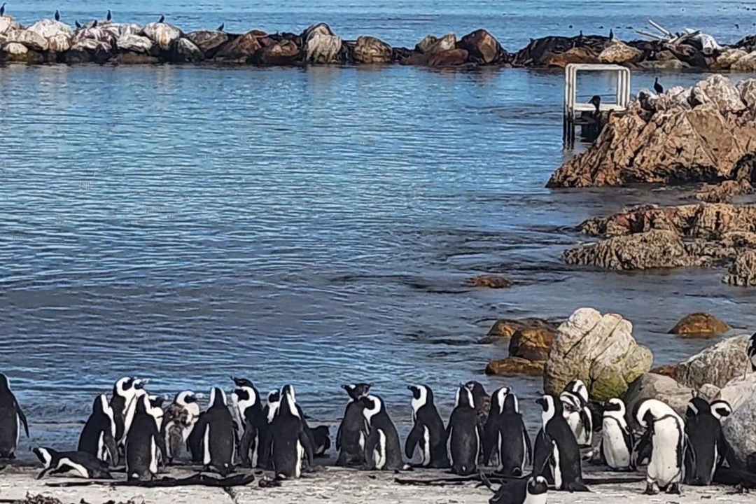 Photo of Others in Betty's Bay