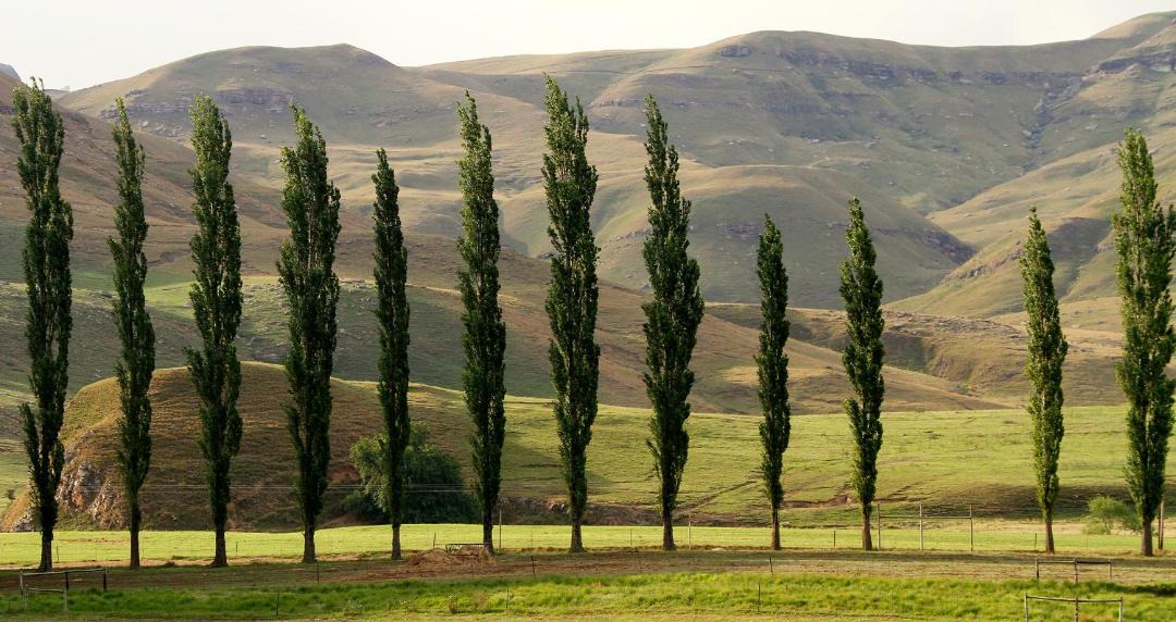 Photo of Others in Drakensberg Gardens