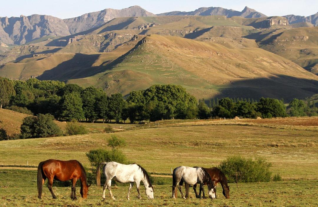 Photo of Others in Drakensberg Gardens
